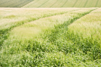 绿色调大片的稻田摄影图