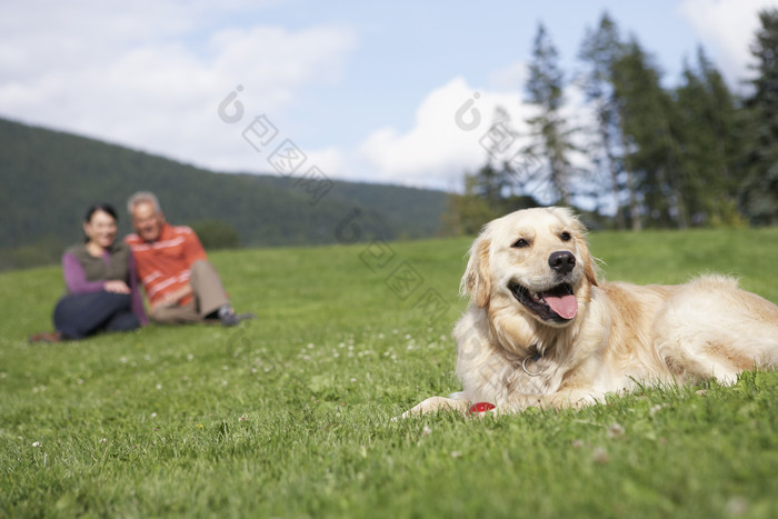 草地上的夫妻和狗