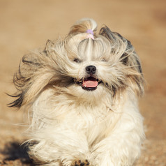 奔跑的可爱小狗摄影图