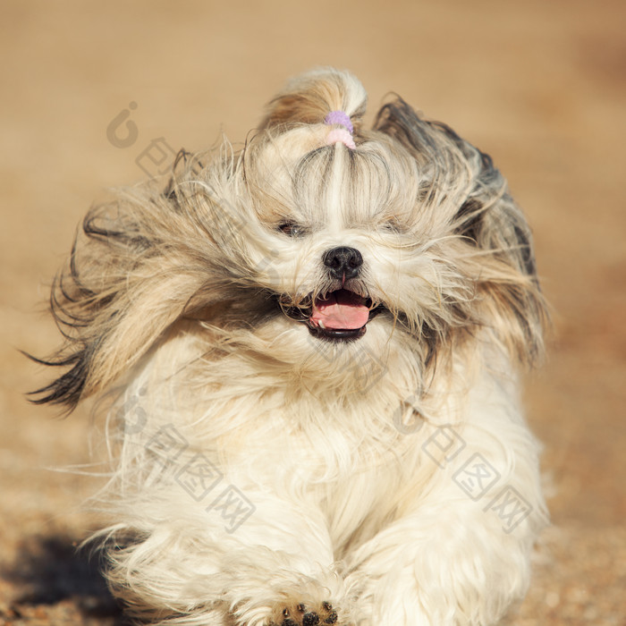 奔跑的可爱小狗摄影图