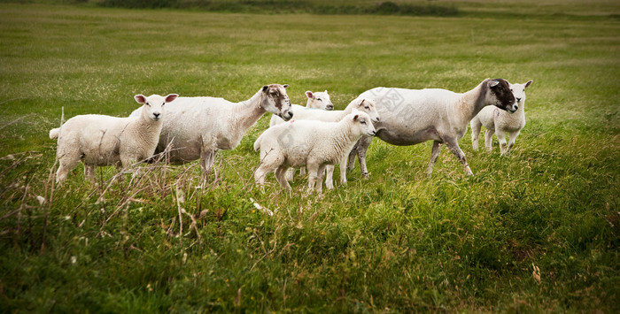 吃草的绵羊摄影图