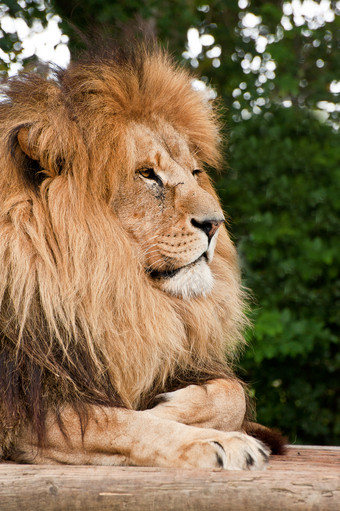 趴着休息的<strong>动物</strong>狮子