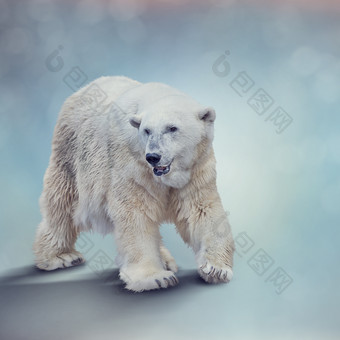 白色的北极熊插画