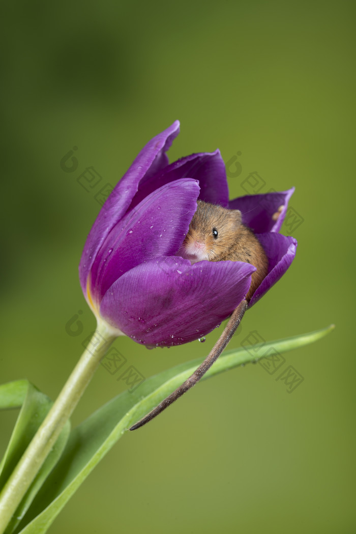 蜷缩在花朵中的老鼠