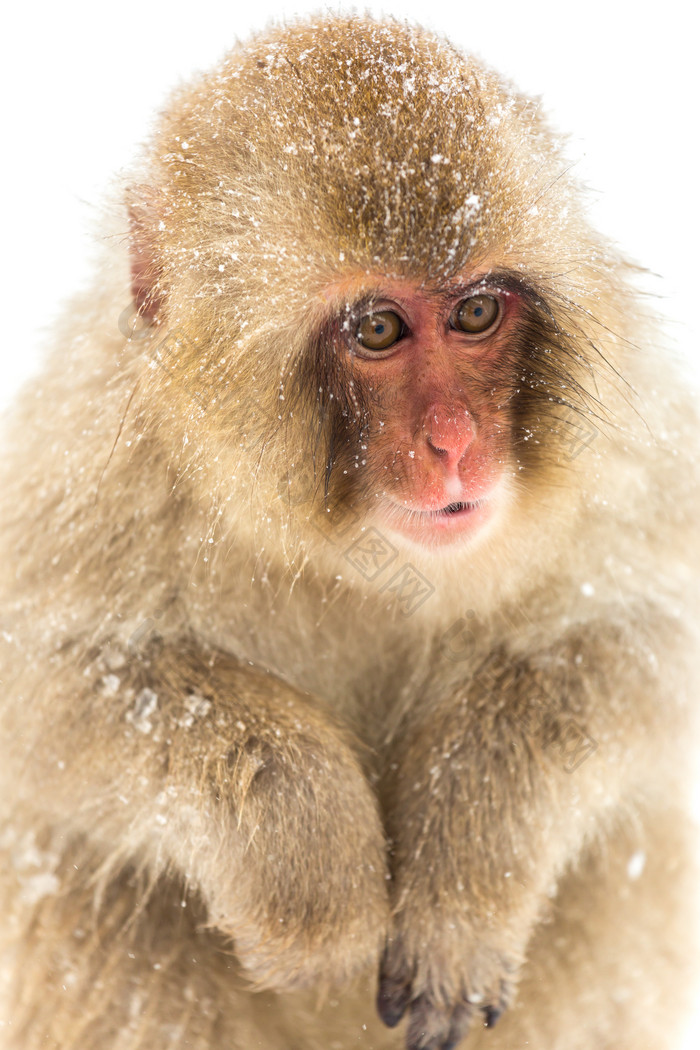 冬天的小猴子摄影图