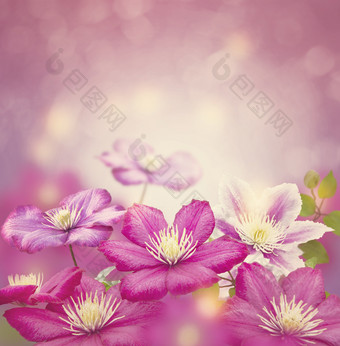 唯紫粉色<strong>花朵</strong>摄影图