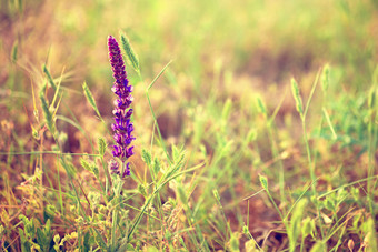 草地上的紫色花卉