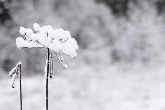 冬天<strong>植物</strong>上的积雪