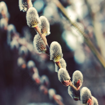 冬季柳树枝条摄影图