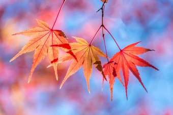 秋天的枫叶摄影图