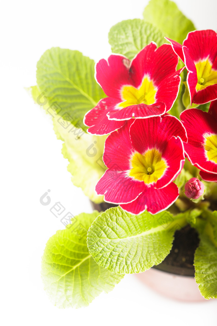 红色报春花花卉摄影图