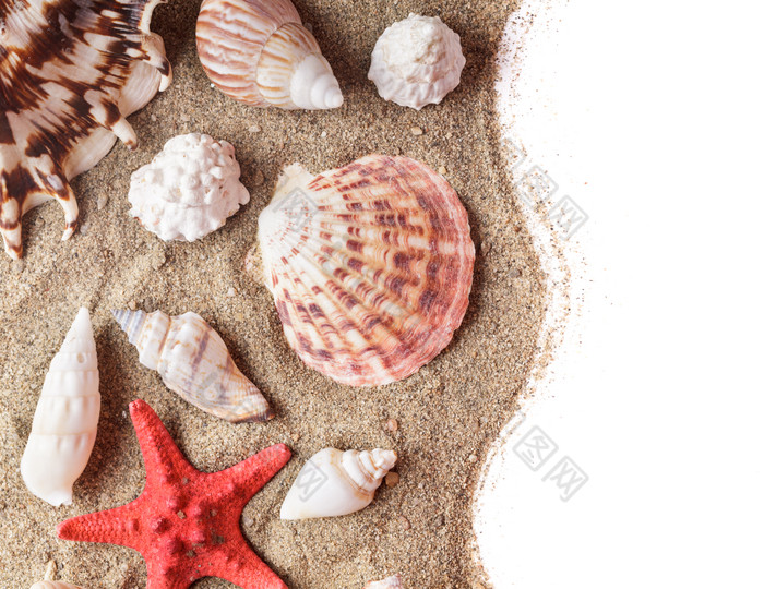 海滩上的海星海螺
