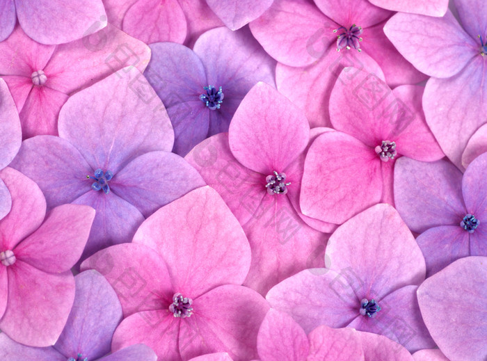 粉色花朵花瓣摄影图