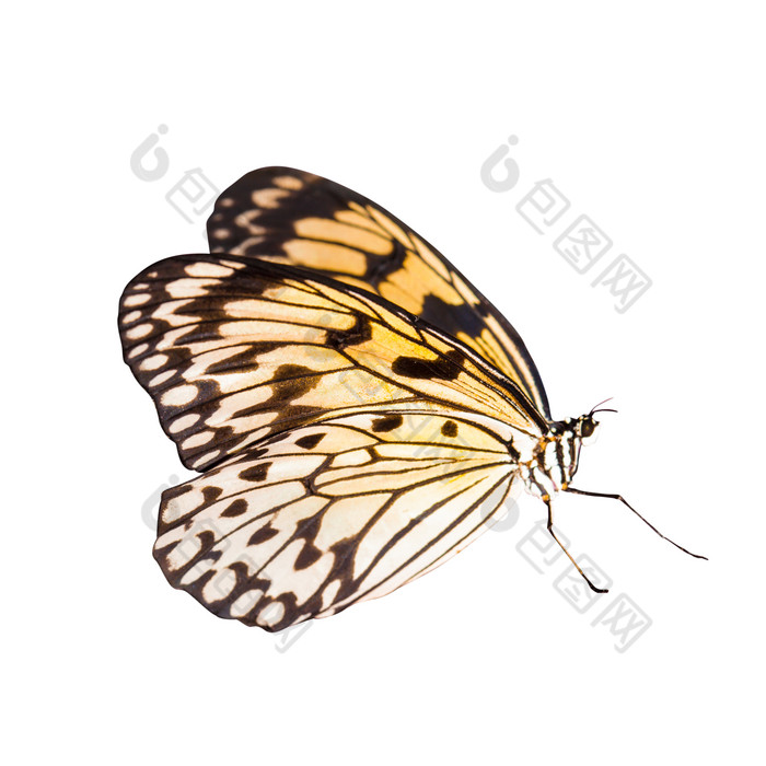 展翅的蝴蝶摄影图
