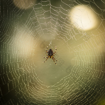 简约风格网上的蜘蛛摄影图