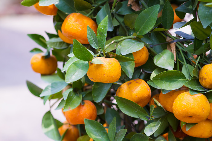 农业桔子橘子树丰收季节树木果实水果照片