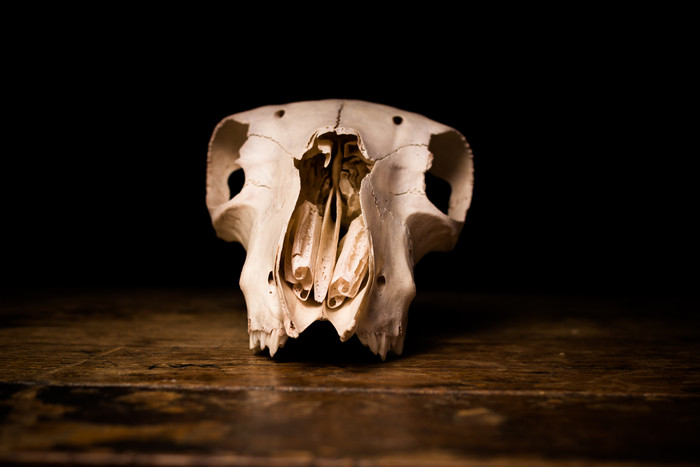 暗色调桌上的动物头骨摄影图