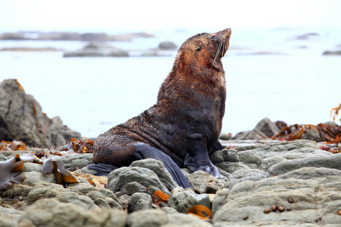 简约海边的海豹摄影图