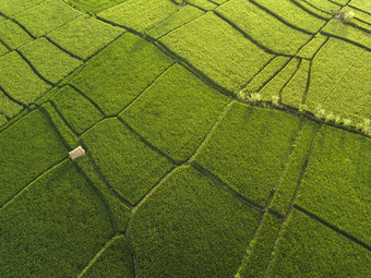 绿色现代化的农田摄影图