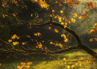 暗色调在秋天的树摄影图