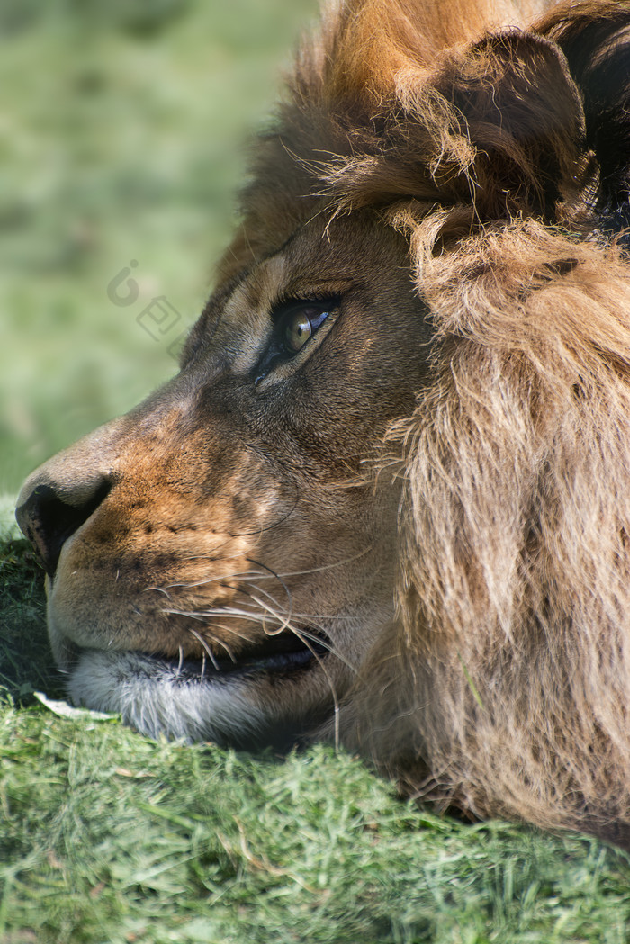 简约草地中的一只狮子摄影图