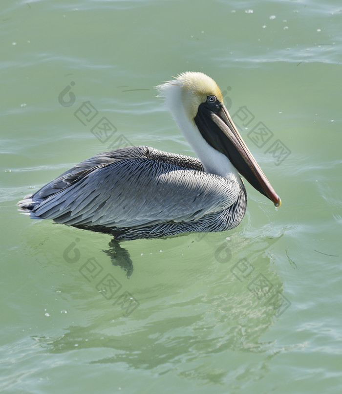 水中的鳥