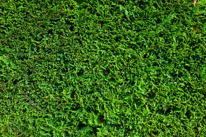 绿色大片的清草地摄影图