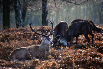 暗色调草地上的几头鹿摄影图
