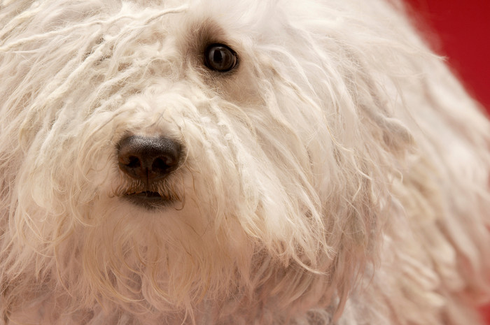 白色宠物狗面孔摄影图