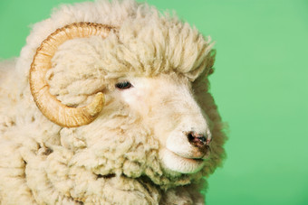 可爱的<strong>羊</strong>驼动物摄影图