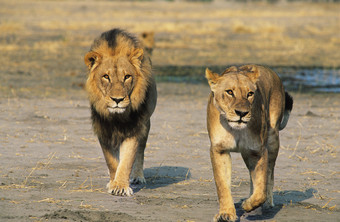 野外的两个<strong>狮子</strong>摄影图