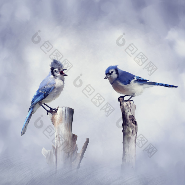 蓝色调漂亮的鸟儿摄影图
