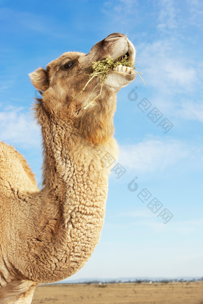 蓝色调可爱骆驼摄影图