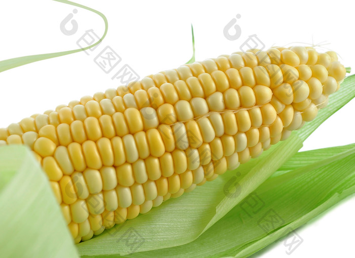绿色调玉米摄影图