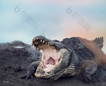 凶猛的鳄鱼摄影图