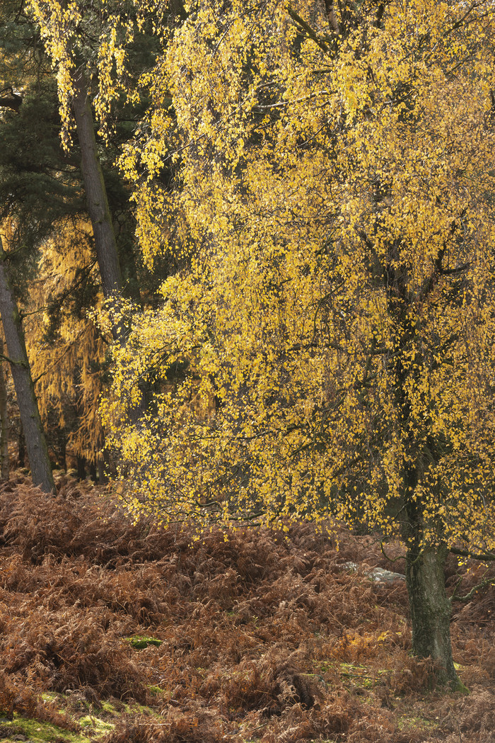 秋季黄色树叶枯草摄影图