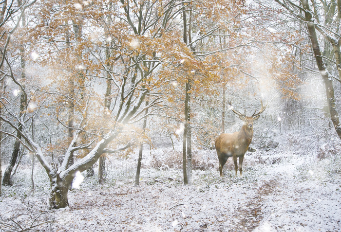 冬天树林中的小鹿