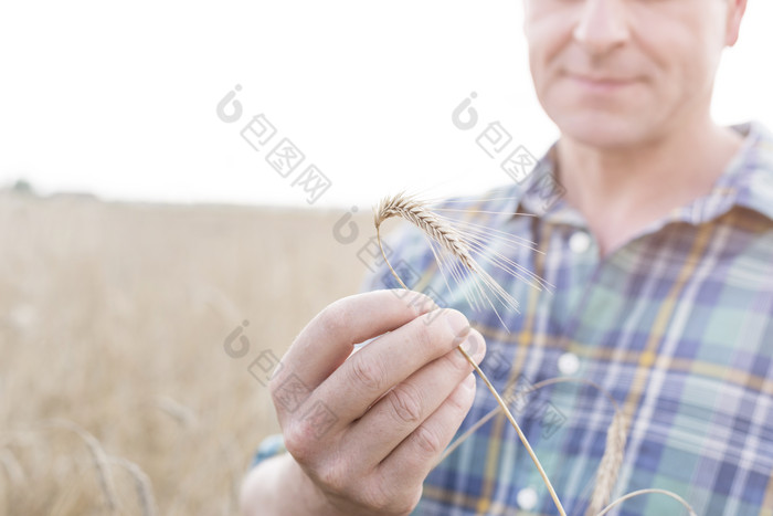 深色成熟的麦子摄影图
