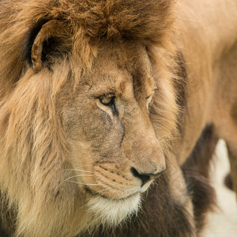 <strong>凶猛</strong>的狮子动物摄影图