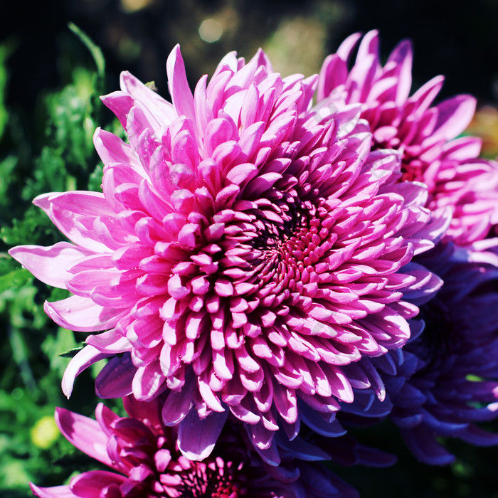 秋天粉菊花花朵