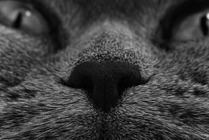 黑色调猫的脸摄影图