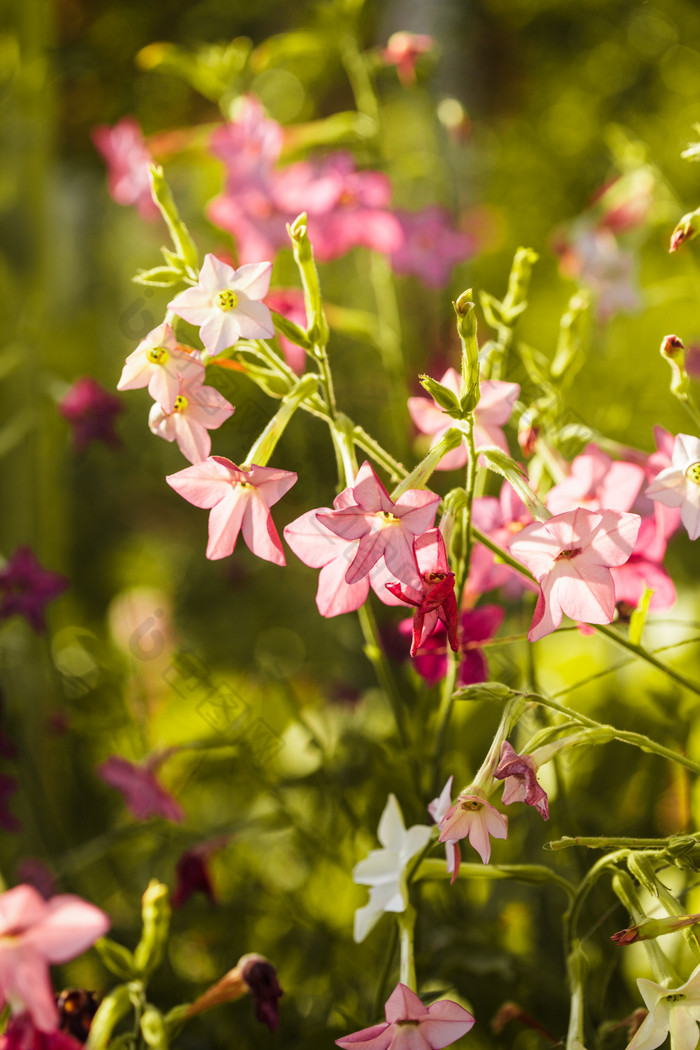 粉色野花花卉植物素材免费下载,本次作品主题是摄影图,使用场景是其它