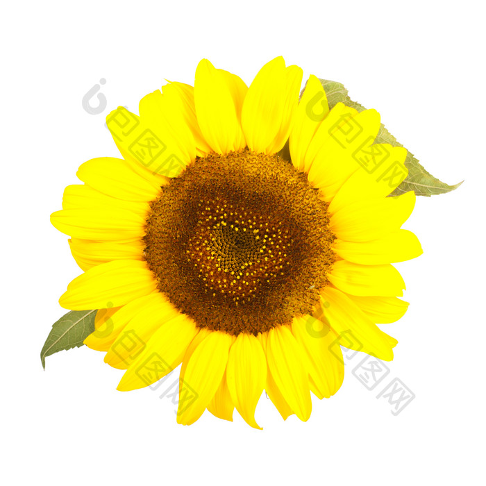 向日葵太阳花摄影图