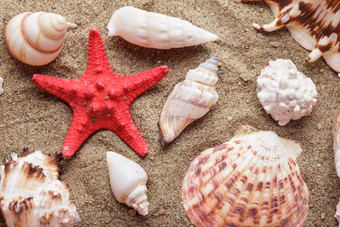 沙滩上的海星海螺