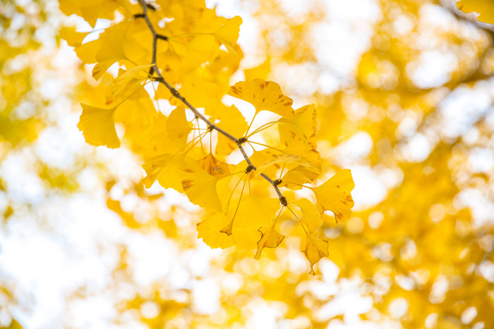 秋天黄色树叶树枝