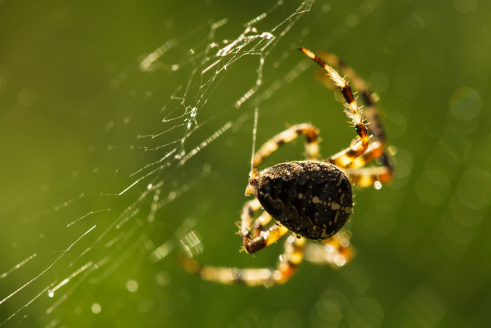 简约风网上的蜘蛛摄影图