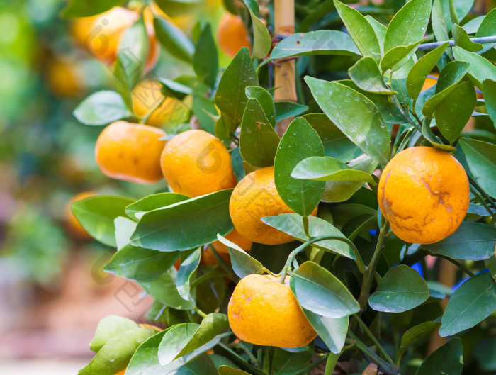 桔子橘子树丰收季节水果树木果实农业