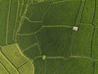 绿色现代化农田摄影图