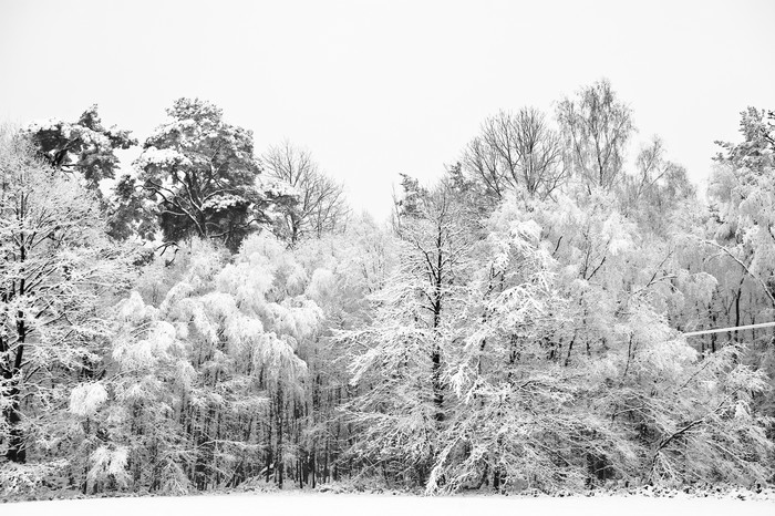 灰色调美丽的冬天摄影图