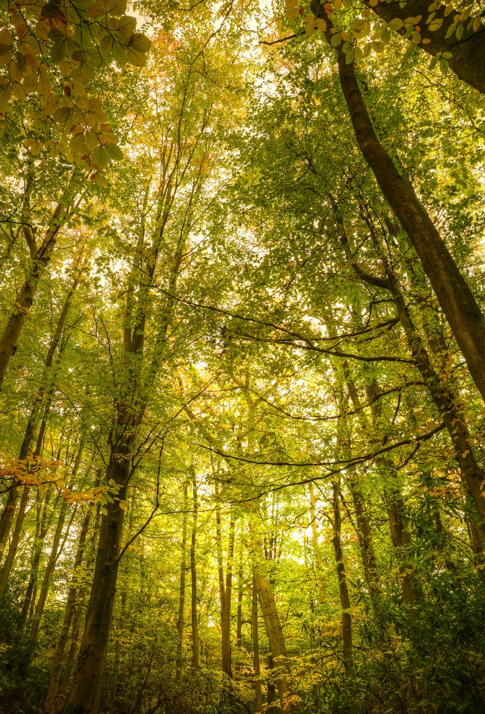 绿色调漂亮的森林摄影图